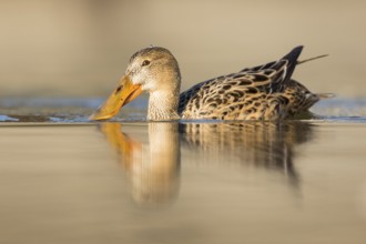 Northern Shoveler (Spatula clypeata) female, Baden-Wuerttemberg, Germany