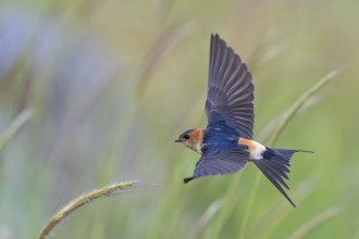 Red-rumped Swallow, Hirundo daurica, Lesvos, Greece