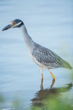 Yellow-crowned Night Heron (Nyctanassa violacea) looking for food, Sanibel Island, J.N. Ding