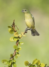 Painted Bunting (Passerina ciris) female on a branch, Texas, USA