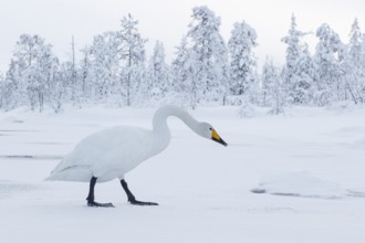 Whooper Swan (Cygnus cygnus), Finland