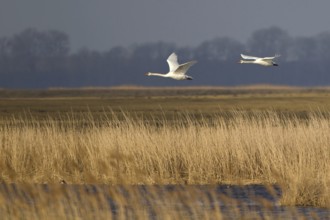 Mute Swan (Cygnus olor) flying, North Rhine-Westphalia, Germany