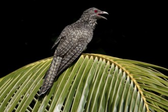 Asian Koel (Eudynamys scolopaceus) female calling, Singapore