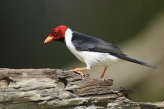 Yellow-billed Cardinal (Paroaria capitata), Pantanal, Brazil