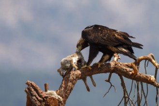 Spanish Imperial Eagle (Aquila adalberti) male, Avila, Spain