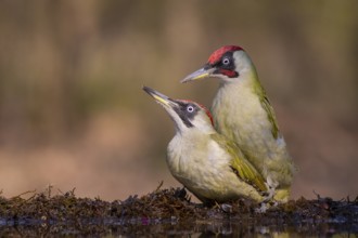 European Green Woodpecker (Picus viridis) pair mating, Subotica, Serbia