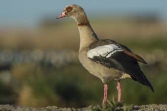Egyptian Goose (Alopochen aegyptiaca), Schleswig-Holstein, Germany