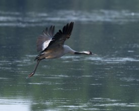 Crane (Grus grus) in flight over a lake, Lower Saxony, Germany