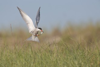Common Tern (Sterna hirundo) flying with fish prey in beak, Massachusetts, USA