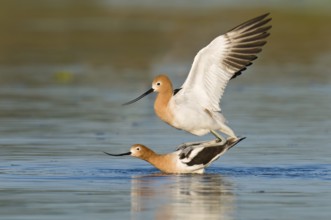American Avocet (Recurvirostra americana), Arizona, USA
