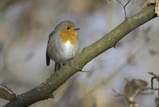 European Robin (Erithacus rubecula), Hesse, Germany