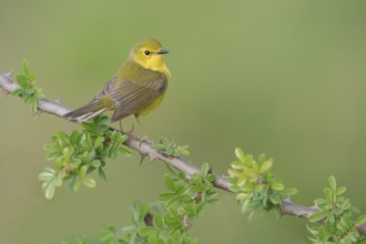 Hooded Warbler (Setophaga citrina) female, Texas, USA