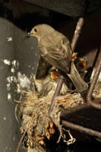 Spotted Flycatcher (Muscicapa striata) chick, Lower Saxony, Germany