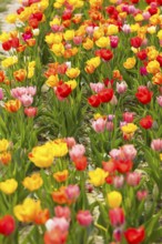 Colourful blooming tulips (tulpia) in a field for self-cutting flowers in Katzenberg, Nossen,