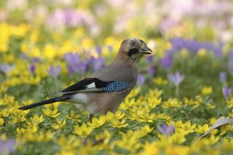 Eurasian Jay (Garrulus glandarius), North Rhine-Westphalia, Germany