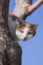 Domestic cat (Felis silvestris catus), climbing in a tree, Turkey