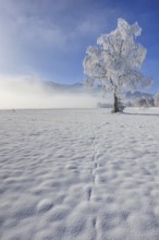 Snow-covered tree, hoarfrost, sun, winter, Loisach-Lake Kochel moor, Alpine foothills, Upper
