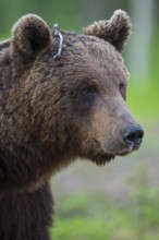 Eurasian Brown Bear (Ursus arctos) in forest, Finland