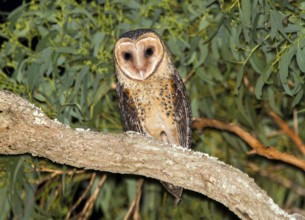 Australian Masked Owl (Tyto novaehollandiae), New South Wales, Australia