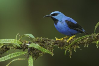 Shining Honeycreeper (Cyanerpes lucidus) perched on a branch in Costa Rica