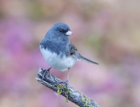 Dark-eyed Junco, Junco hyemalis, perched on a mossy log in Saskatchewan, Canada