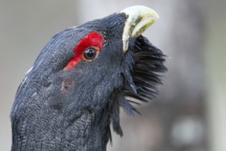 Western Capercaillie (Tetrao urogallus) male, Nizhegorodskaya, Russia