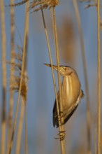 Little Bittern (Ixobrychus minutus) male, Greece
