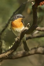 Satin Flycatcher (Myiagra cyanoleuca) female, Tasmania, Australia