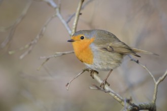 European Robin (Erithacus rubecula), Thuringia, Germany