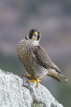 Peregrine Falcon (Falco peregrinus) perched on a rock, Istria, Croatia