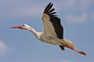 White Stork (Ciconia ciconia) flying, Hesse, Germany