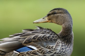 Mallard (Anas platyrhynchos), female portrait, Cairngorms National Park, Scotland, United Kingdom