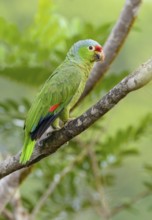 Red-fronted Parrot (Poicephalus gulielmi) at Laguna Lagarto Lodge near Boca Tapada, Costa Rica