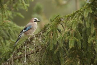 Eurasian Jay (Garrulus glandarius), Grisons, Switzerland