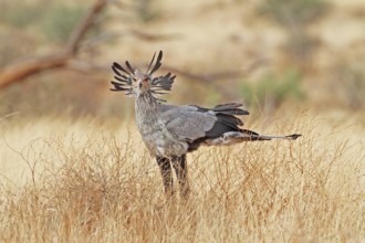 Secretarybird (Sagittarius serpentarius), Samburu, Kenya