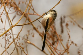 Schwanzmeise (Aegithalos caudatus)