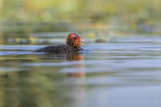 Eurasian Coot (Fulica atra) chick calling, Mecklenburg-Western Pomerania, Germany