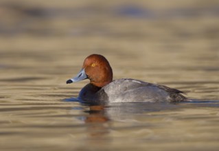 Redhead (Aythya americana) male, Ohio, USA