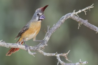 Vermilion Cardinal (Cardinalis phoeniceus) perched on a branch in Colombia, South America