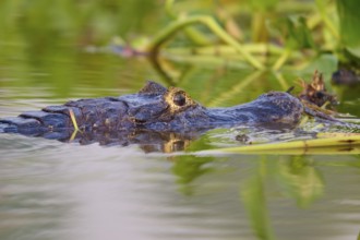 Close-up of a caiman head gliding silently in the water, surrounded by vegetation, Spectacled