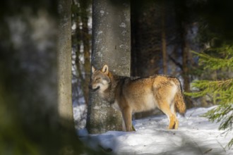 European gray wolf (Canis lupus lupus) standing in a forest in winter, snow, Bavaria, Germany