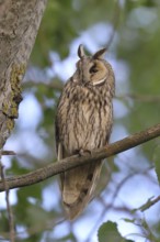 Long-eared owl (Asio otus), sitting on a branch in an aspen (Populus tremula), Burgenland, Austria