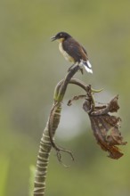 Black-capped Donacobius (Donacobius atricapilla) singing, Ecuador