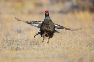 Black grouse (Lyrurus tetrix), black grouse courtship in Sweden, Fågelsjö, Gävleborgs län, Sweden