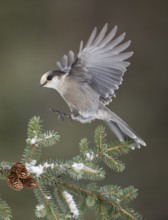 Grey Jay (Perisoreus canadensis) landing on a branch, Alaska, USA