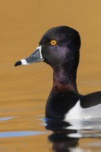 Ring-necked Duck (Aythya collaris) male, British Columbia, Canada