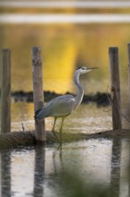 Grey heron (Ardea cinerea), standing in low water, looking to the right, behind him a wire mesh