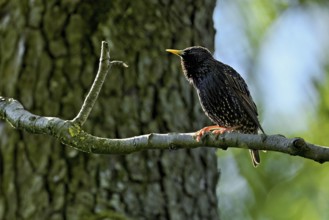 Starling (Sturnus vulgaris), sitting on a branch, Flachsee nature reserve, Reusstal, Freiamt,
