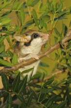 Garden Dormouse (Eliomys quercinus) adult climbing in vegetation, Andalusia, Spain
