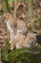 Eurasian lynx (Lynx lynx) lying on a rock, Bavaria, Germany